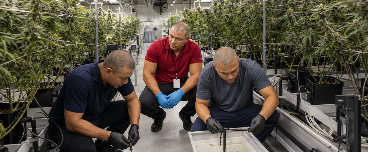 Why work with BiomedRx CBD — Gold Label Hemp CBD Oil 1000mg Strength